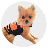 Dog sport